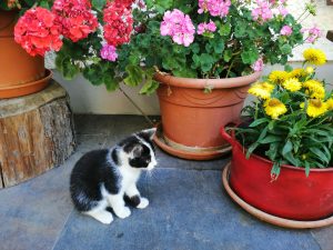 Unsere brave Katze Lina schenkt uns heuer den kleinen verspielten Leo, mit dem die Kinder schon riesigen Spaß hatten.