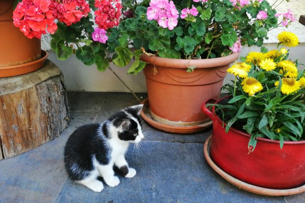 Unsere brave Katze Lina schenkt uns heuer den kleinen verspielten Leo, mit dem die Kinder schon riesigen Spaß hatten.